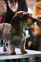 Crufts2011_2 1473